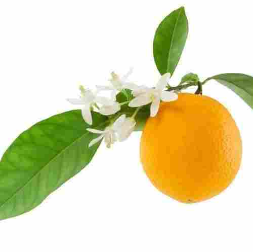 Orange Blossom Flower Oil