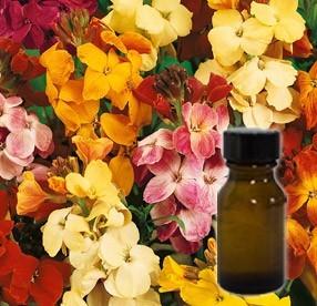 Wallflower Flower Oil
