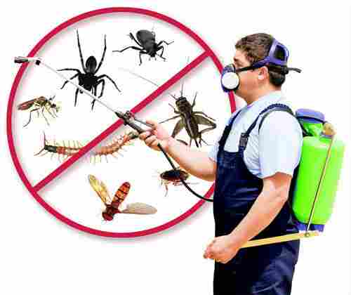 Effective Pest Control Services