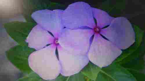 Nithyakalyani Flowers And Leaf