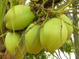 Common Pollachi Coconut