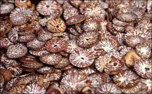 Dry Areca Nuts