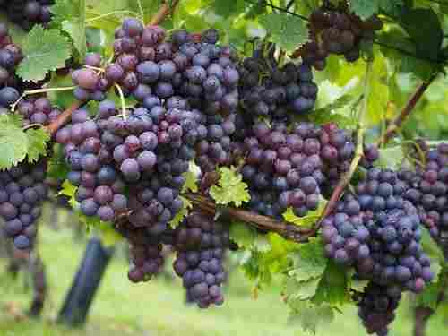 Grapes Extract