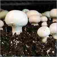 Pure Button Mushroom