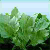Spinach Seed (Indian Palak Seed)