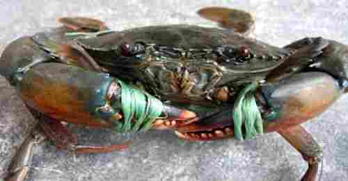 Live And Frozen Mud Crabs