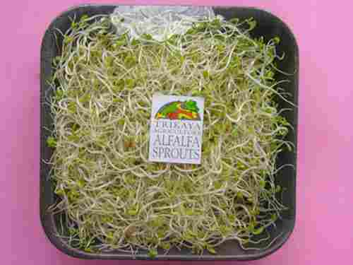 Alfalfa Vegetable