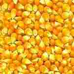 Corn (Maize, Maka)