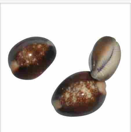 Colored Cowrie Shells