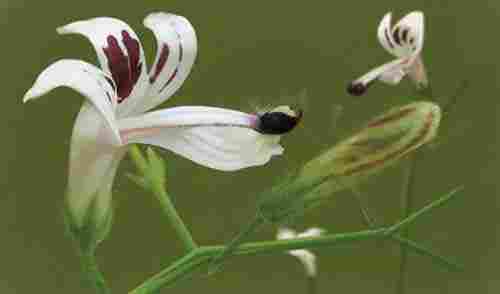 Andrographis Paniculata Kalmegh Seeds
