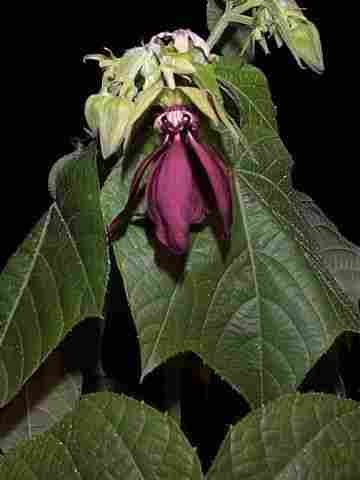 Abroma Augusta Devil's Cotton Seeds