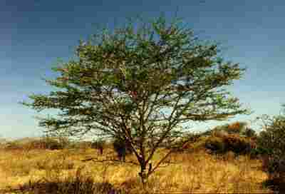 Acacia Senegal Seeds