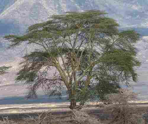 Acacia Xanthophloea Fever Tree Seeds