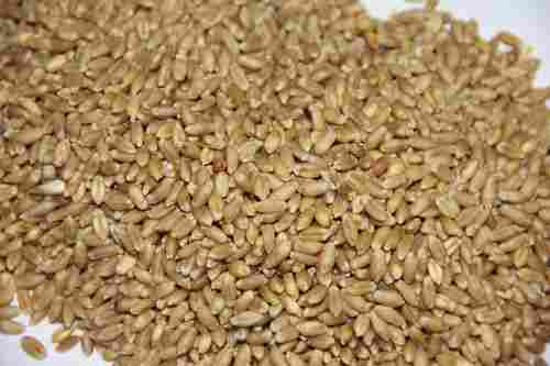Mill Quality Wheat Grain