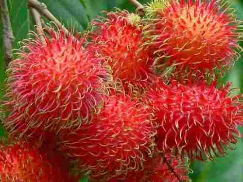 Fresh Rambutan Fruit