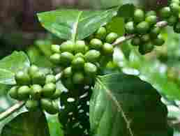 Green Coffee Bean Extract 95%