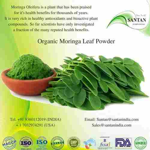 Organic Drumstick Moringa Plant Manual Dried Solar Dried Leaves Extract Powder