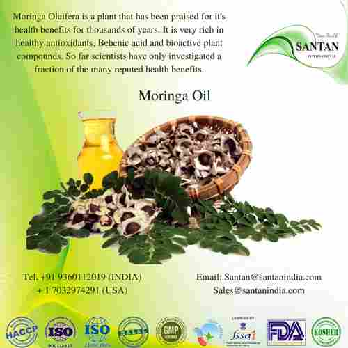 Organic Herbal Extract Moringa Essential Oil