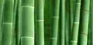 Low Price Bamboos
