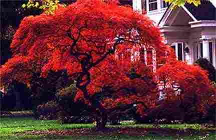 Japanese Maple Acer Palmatum Plant