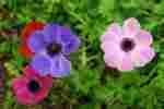 Anemones Flowering Plant