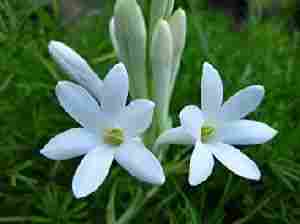 Loose Rajinigandha Flowers