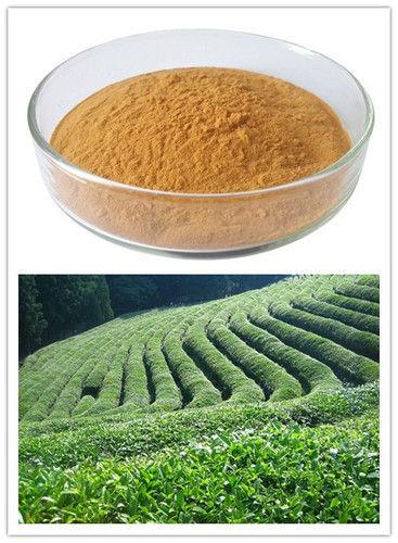 Green Tea Extract Tea Polyphenol & EGCG