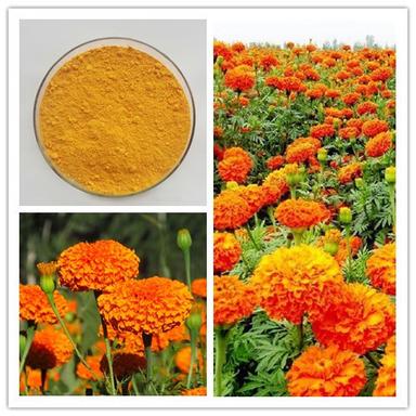 Natural Antioxidant/Natural Pigment/Eye Health Marigold extract lutein