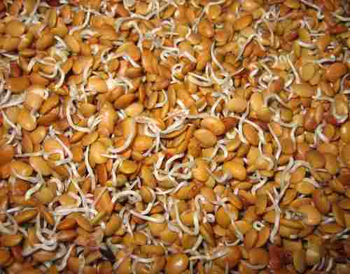 Horse Gram Sprouts With Rich Nutritions