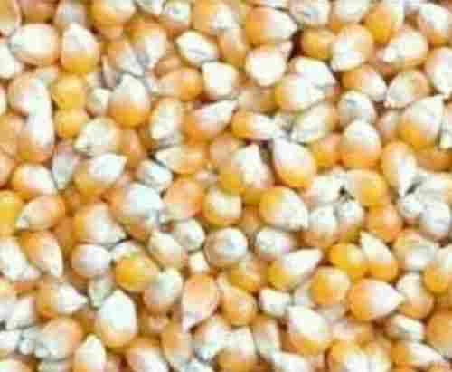 Quality Approved Yellow Maize