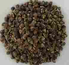 High Quality Moringa Seeds
