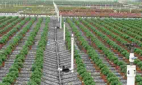 Agricultural Drip Irrigation Services