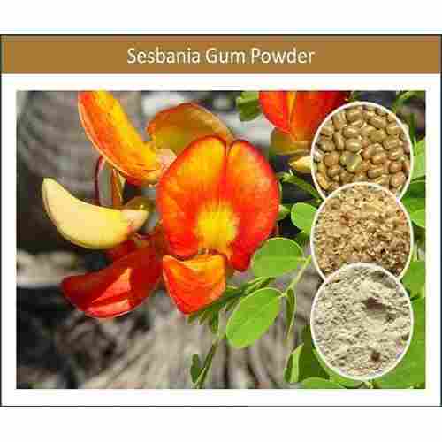 Herbal Sesbania Gum Powder