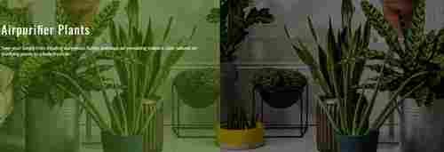 Indoor Plants for Air Purification