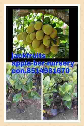 All Time Jackfruit Plants