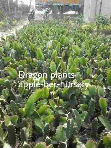 White Dragon Fruit Plants