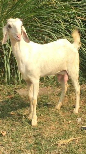 Hansa Goat