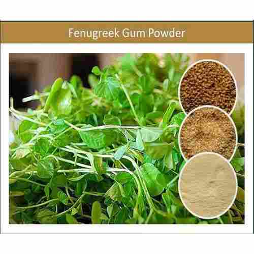 Organic Fine Fenugreek Gum Powder