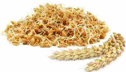 Wheat Bran