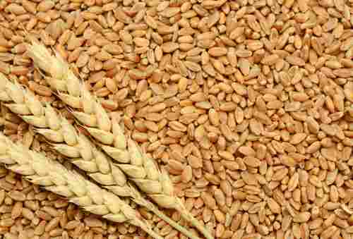 Radhey Shiam Wheat