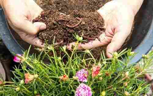 Agrow Fast (Organic Soil Conditioner)