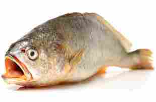 Croaker (Doma) Seawater Fish