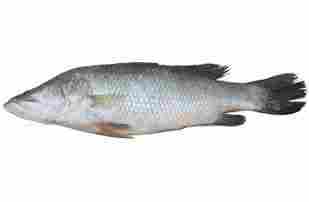 East Coast Bengali Bhetki Seawater Fish