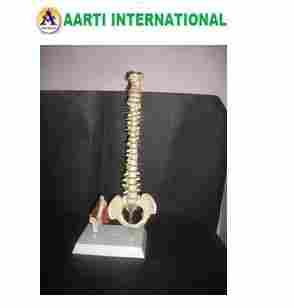 Mini Spinal Column With Hip Joint Model