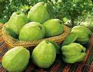 Fresh Guava Fruit
