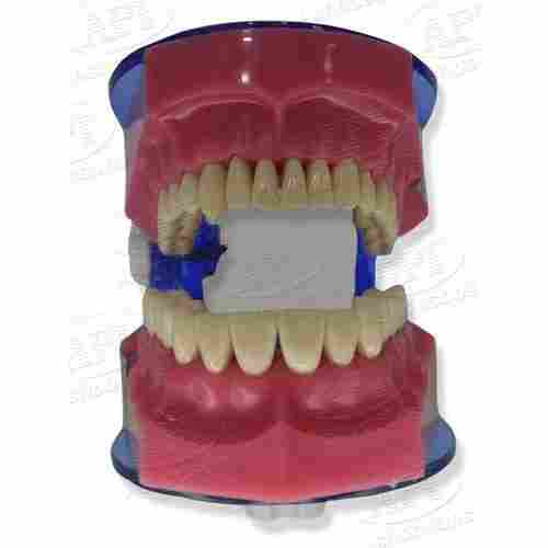 Jaw Articulator Teeth