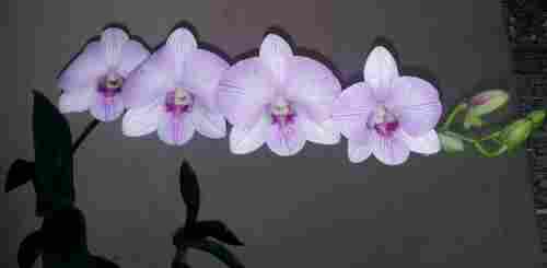 Dendrobium Flower