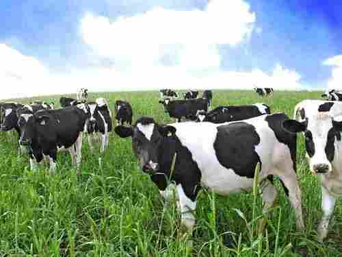 Cattle Feed Premix