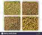 Agriculture Seeds 