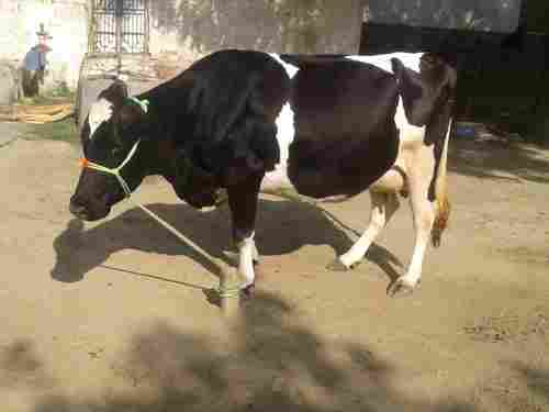 Healthy Holstein Friesian Cow, Vaccinated and Free from Any Diseases